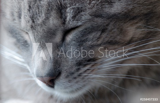 Bild på Retrato de gato gris en clave alta